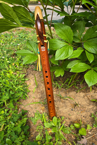 Lacewood-Rosewood & Sitka Spruce-key of F# (743F#)